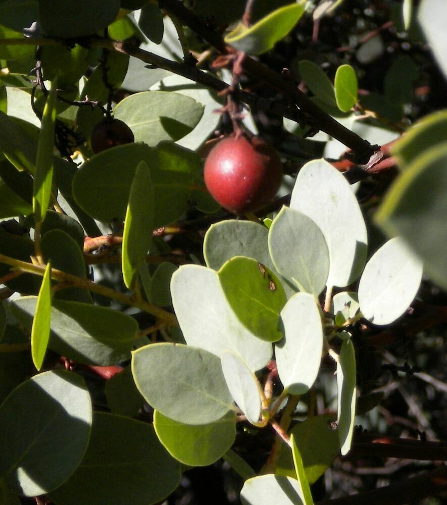 High Resolution Arctostaphylos glauca Fruit